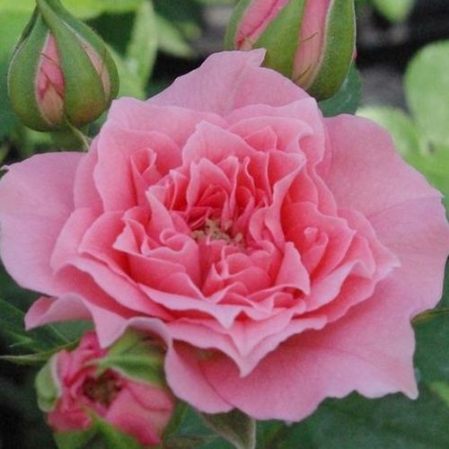 Vendita, rose miniatura, lillipuziane - rosa - Rosa Moana™ - rosa dal profumo discreto - Samuel Darragh McGredy IV. - Ottimo per coperture, ideale per decorare i bordi, ricco di fiori che sbocciano a grappolo